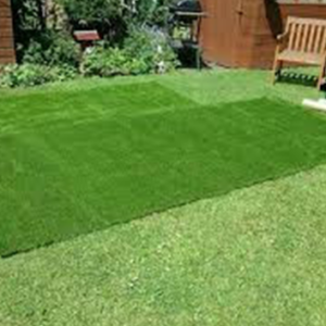 Garden Turf Grass